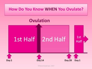 calculation ovulation