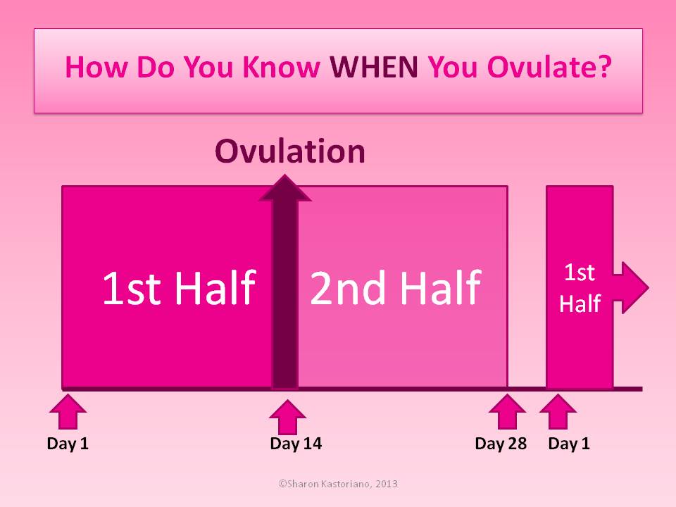 How To Calculate When You Ovulate Pregnant In The City