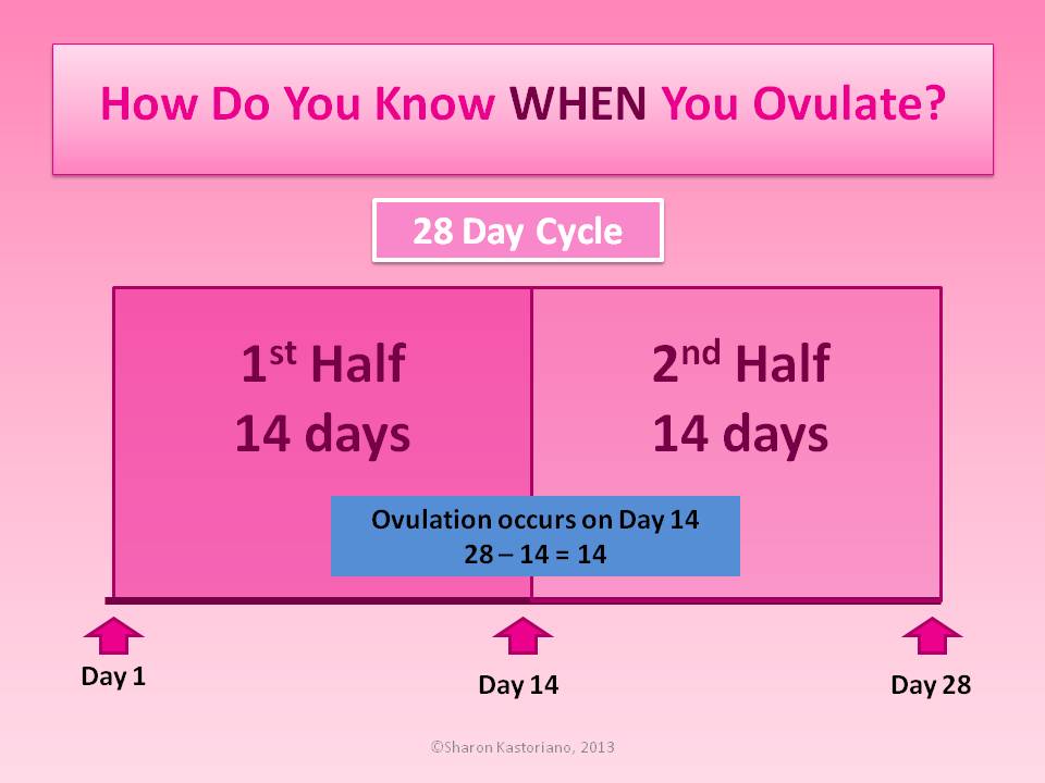 How To Calculate When You Ovulate - Pregnant In The City